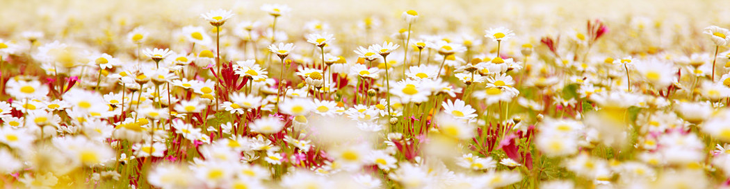 Spring field of white fresh daisies, natural panoramic landscape